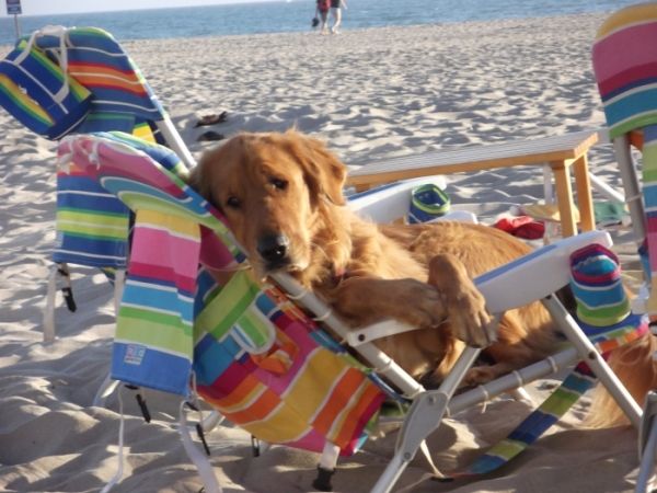 se permiten perros en north myrtle beach