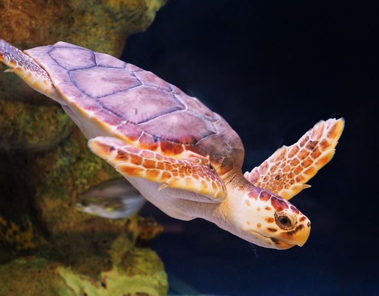 Loggerhead Sea Turtle