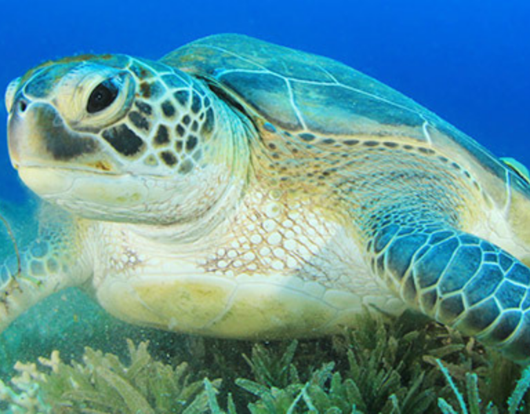  Green Sea Turtle