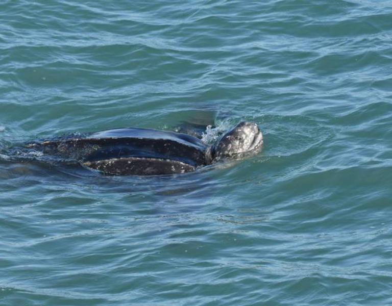 Leatherback Sea Turtle