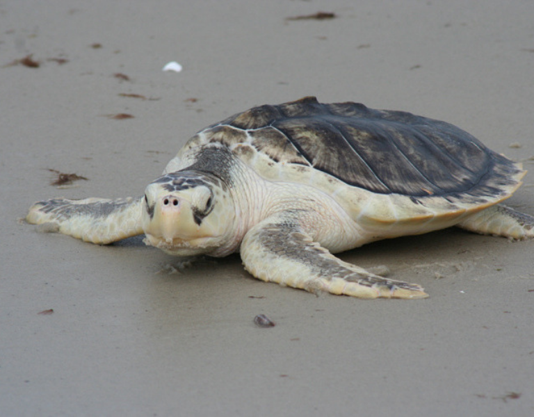 Kemp's Ridley Sea Turtle