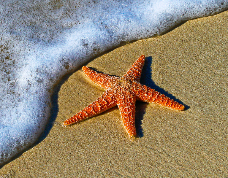 How Myrtle Beach tourists can saltwater fish from shore