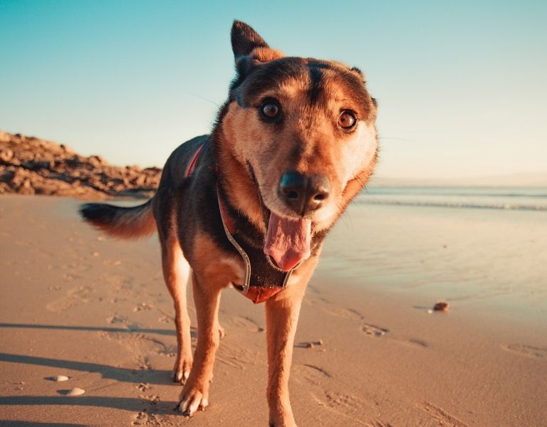 five-pet-friendly-places-to-visit-during-your-next-grand-strand-getaway