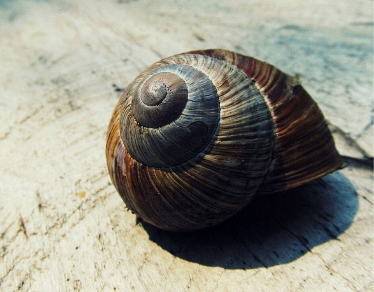 How are seashells created? Or any other shell, such as a snail's or a  turtle's?