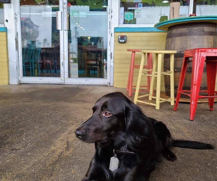 Dog Friendly Restaurants In North