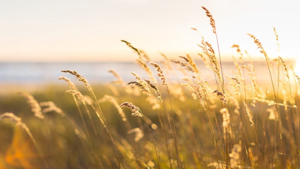 Pampass Grass Up Close on Beach