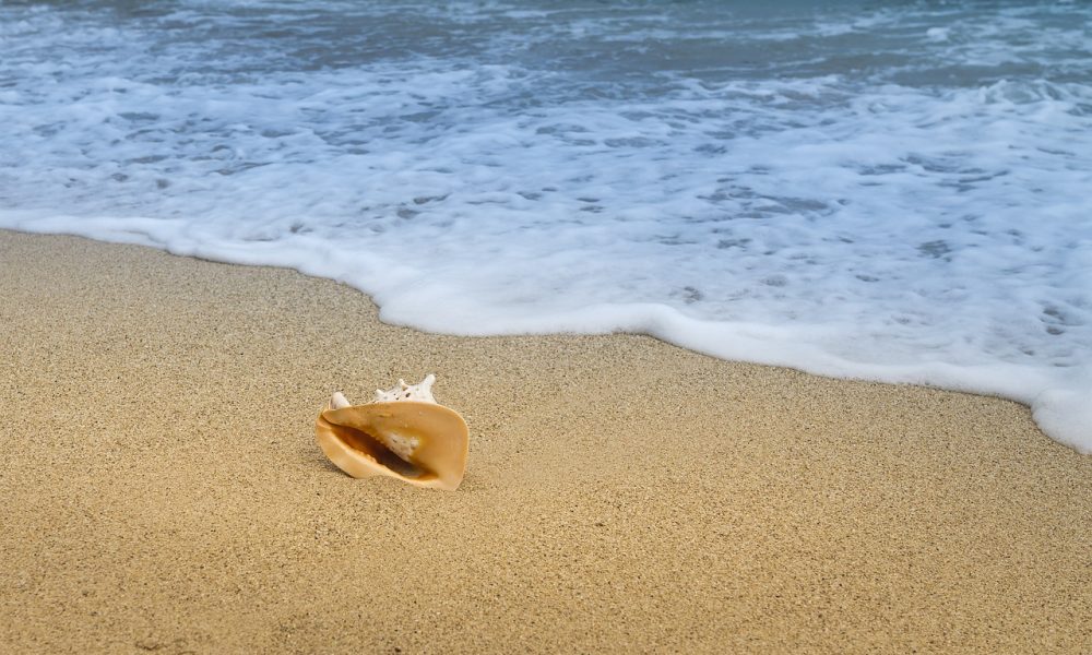 Shell on Beach